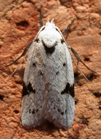 Black-marked Inga